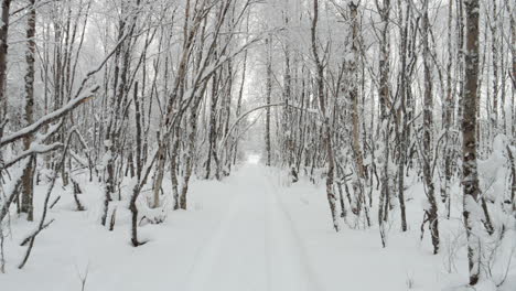 FPV-Wandern-Auf-Schneebedecktem-Pfad-Im-Winter-In-Lappland,-Weißem-Birkenwald