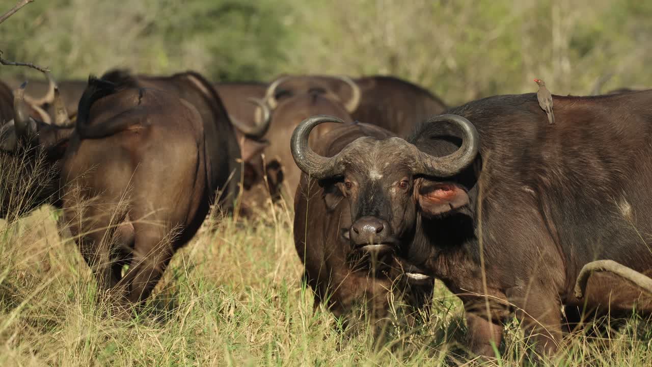 A herd of Cape buffaloes moving through and feeding in the long green grass in Kruger National Park.