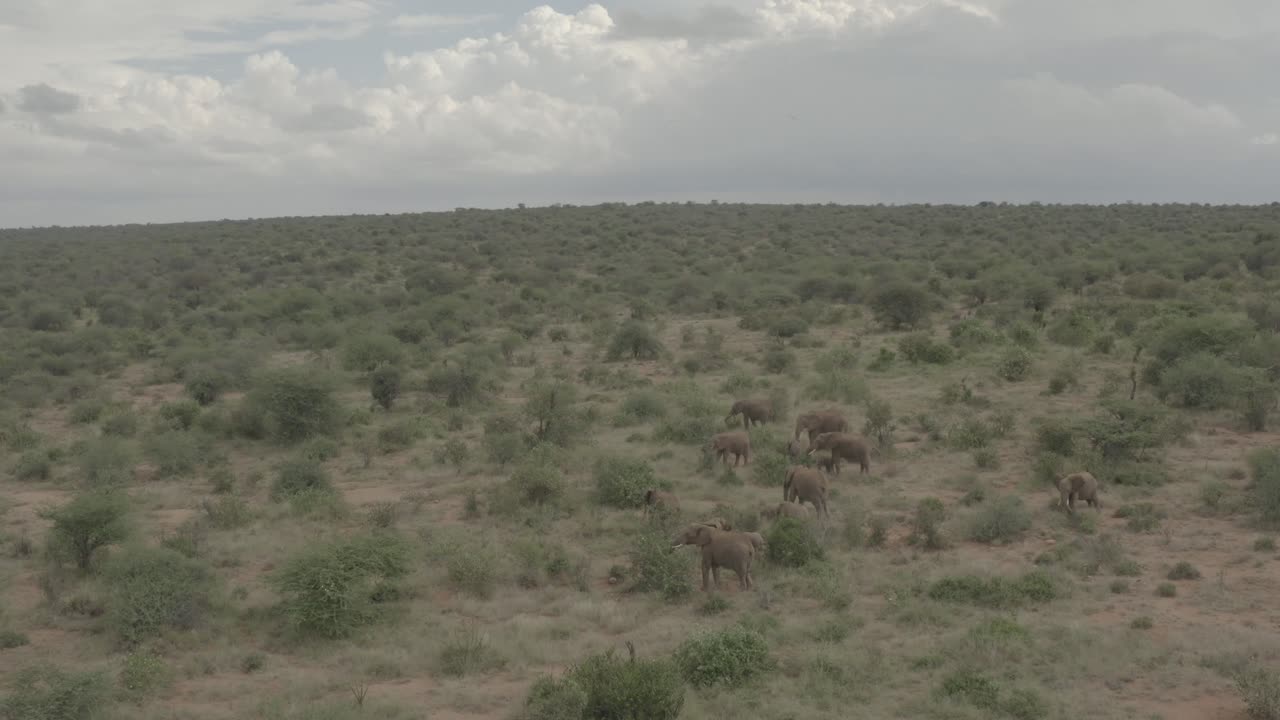 Aerial drone shot of elephants grazing in Africa bushlands, Kenya Samburu