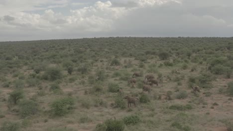 aerial drone shot of elephants grazing in africa bushlands, kenya samburu