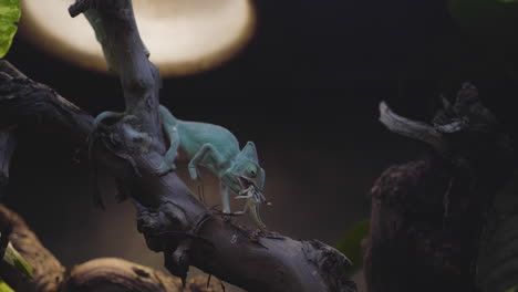 a veiled chameleon in its terrarium shooting out its tongue and catching a cricket