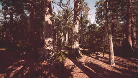 giant sequoias in the sequoia national park in california usa