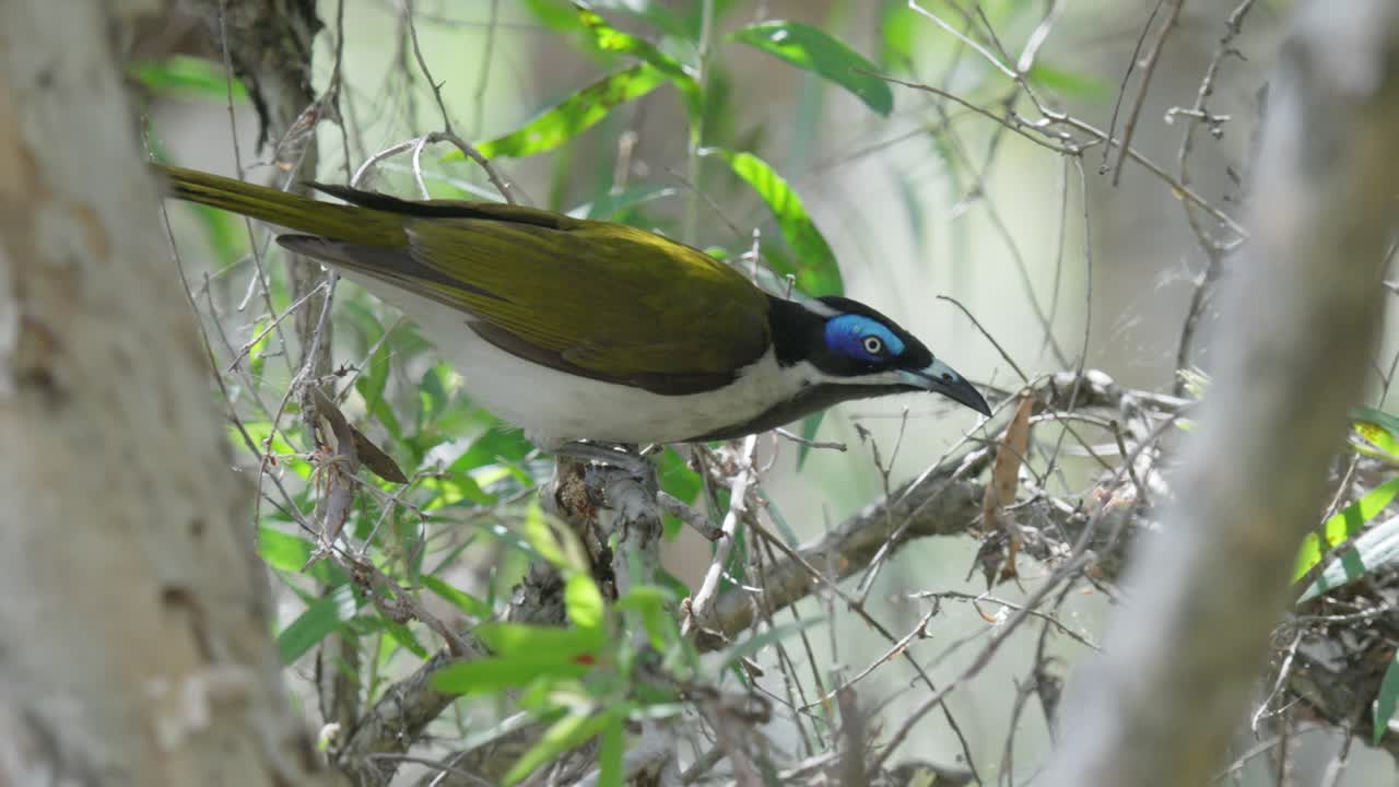 파란 얼굴의  ⁇  먹이는 덤불에 앉아서 느린 움직임으로 날아갑니다.