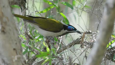 el honeyeater de cara azul se sienta en un arbusto y luego vuela en cámara lenta