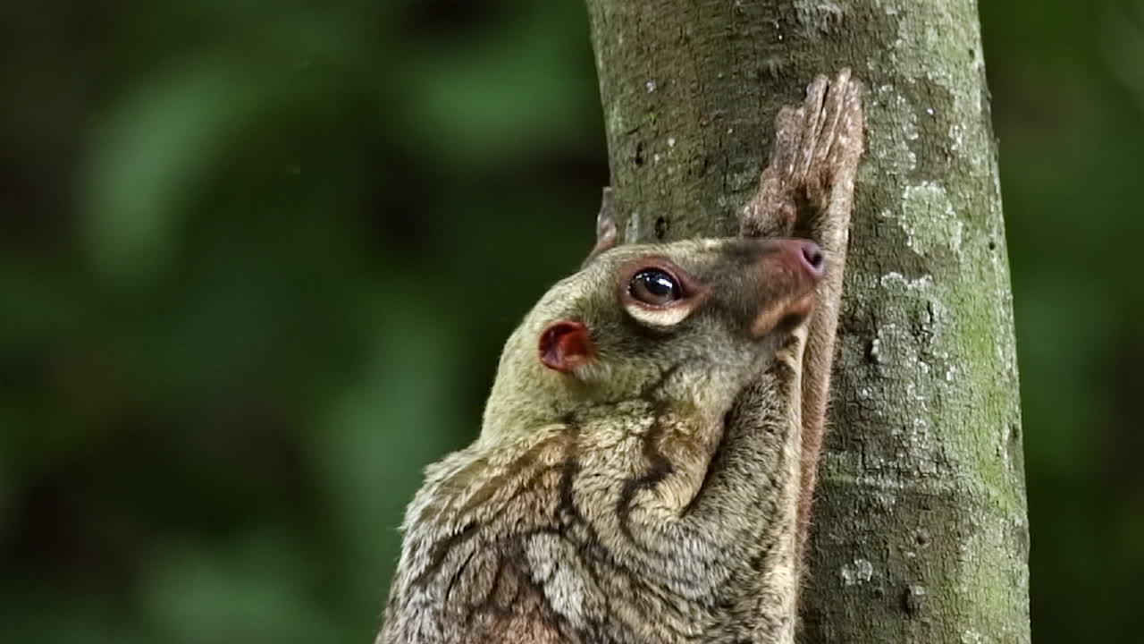 혀를 내밀고 있는 성인 coulgo 2