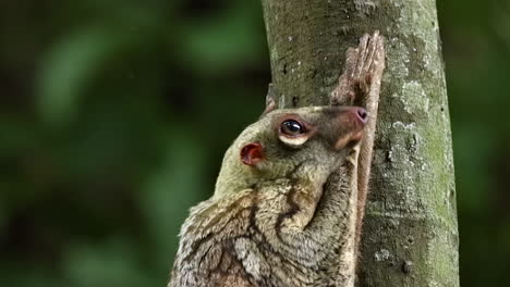 Adult coulgo sticking its tongue out 2