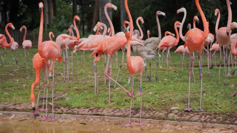 american and chilean flamingos drink water in park