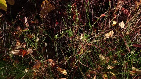 Autumn-brown-blueberry-leaves