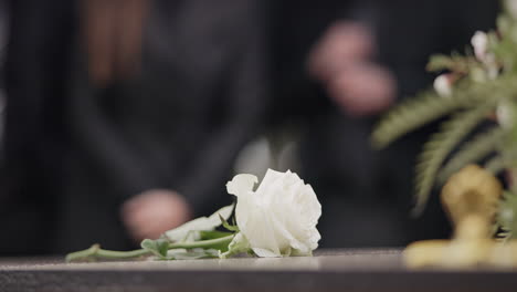 funeral, rosa y flor en el ataúd en el cementerio