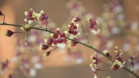 oncidium aka baby 'raspberry chocolate' orchid flowers, close-up with blurred background