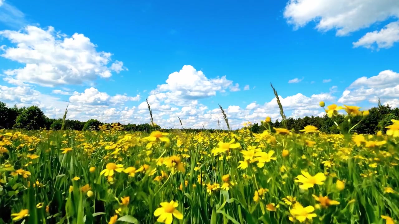 Vivaci fiori selvatici gialli sotto un cielo azzurro limpido; un paesaggio mozzafiato di bellezza naturale catturato in due fotogrammi