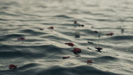 Blumen-Und-Blütenblätter,-Die-In-Der-Dämmerung-Auf-Meerwasserwellen-Schwimmen,-Filmisches-Vollbild