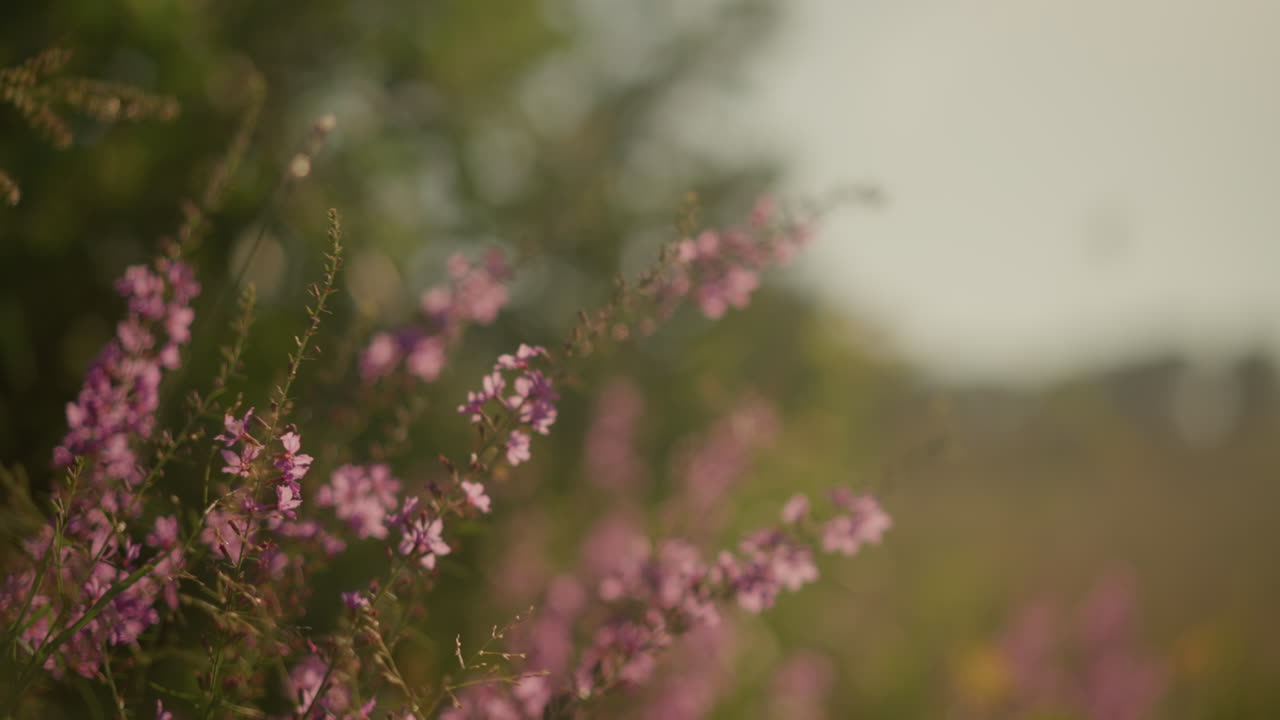 Close-up of purple flowers swaying gently in wind, creating a peaceful scene with a blurred green background, movement, and tranquility on a warm sunny day in natural habitat