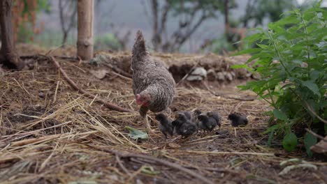 chicken-and-chicks-in-the-village