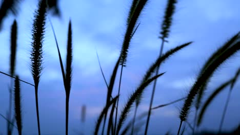 Hierba-Meciéndose-En-La-Brisa-Ligera-Al-Atardecer