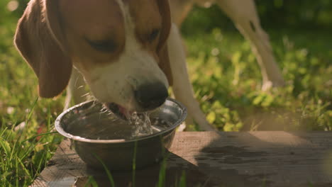 close up of dog drinking water from metal bowl placed on wood in grassy field under bright sunlight, water droplets falling on wood create refreshing atmosphere, with greenery background