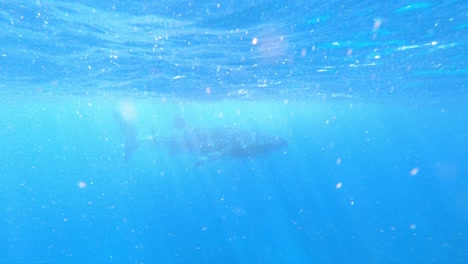 gopro slow motion of a whaleshark in the open ocean