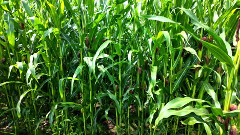 shot of corn corbs intact to plants in a corn silage field