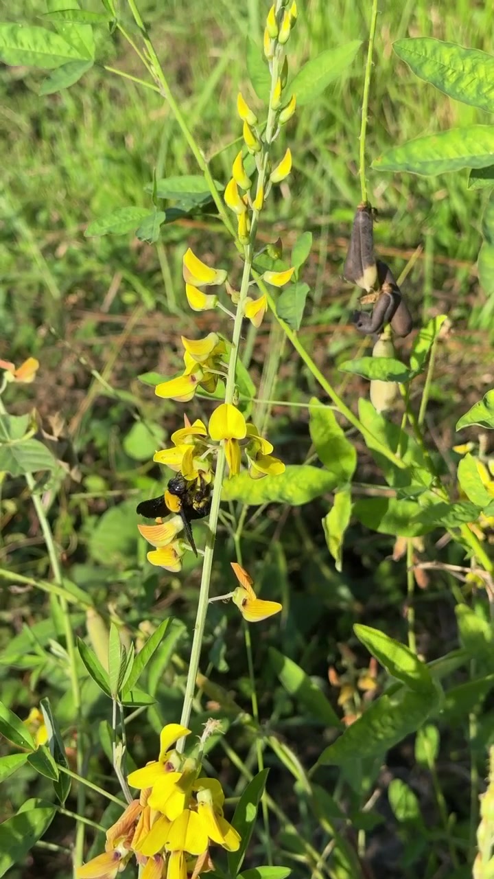 Carpenter Bee Pollinating Yellow Wildflowers in a Sunny Meadow