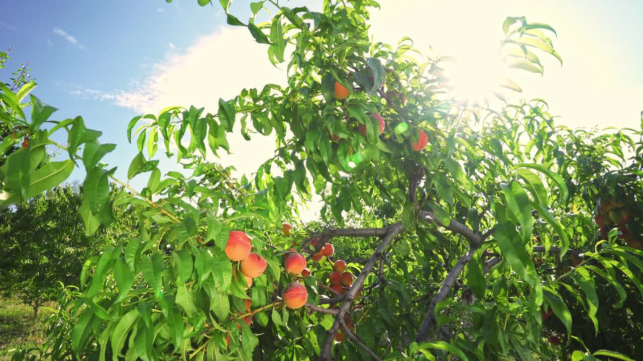 Grandi pesche succose sull'albero. Agricoltura. Frutteto favoloso. Luce solare magica. I frutti maturano al sole
