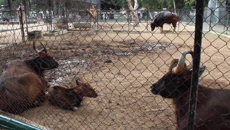 bueyes animales en el zoológico ganado