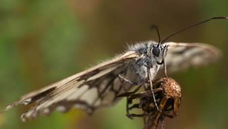 A-beautiful-butterfly-is-resting-on-a-dandelion-flower,-the-wind-is-slightly-moving-its-wings,-very-close-up-with-a-beautiful-background-blur