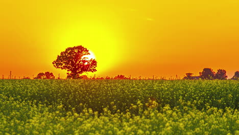 El-Lapso-De-Tiempo-Del-Cielo-Dorado-Del-Atardecer-Se-Convierte-En-Un-Gradiente-Naranja-Cerca-De-Los-Campos-Verdes-De-Tilo