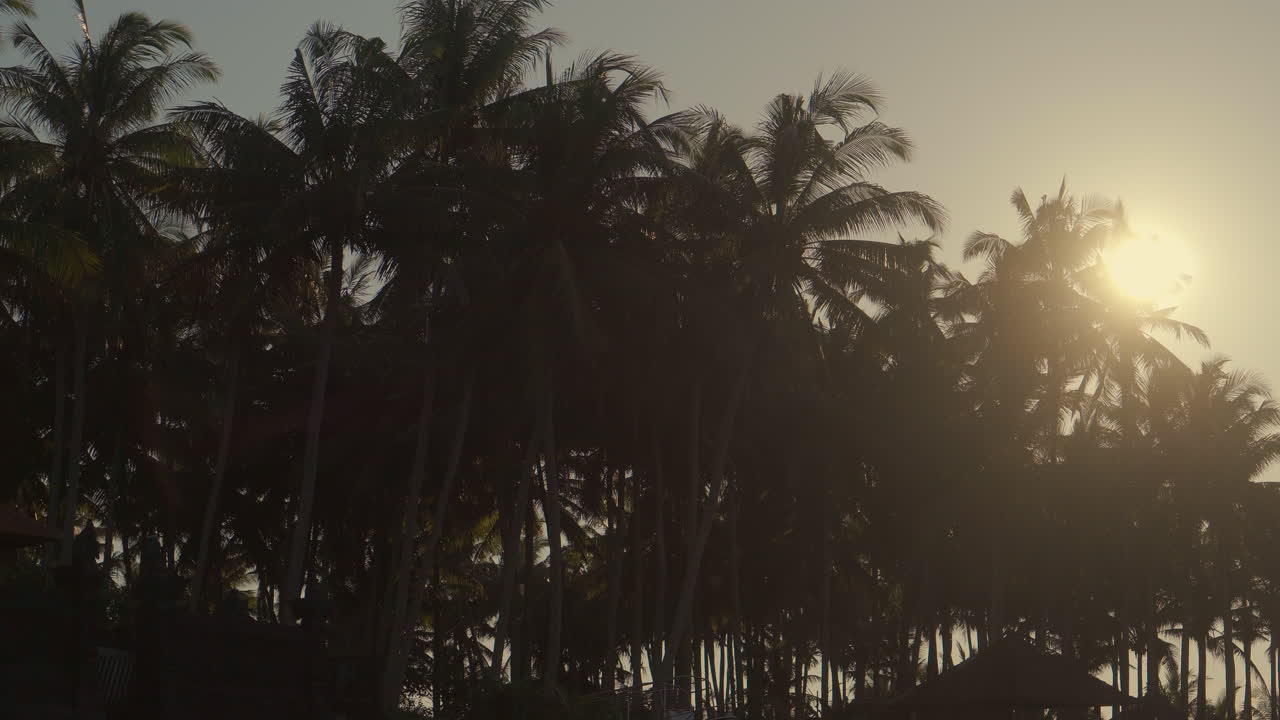 palmeras al atardecer