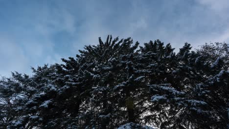 clouds moving over snow covered cedar tree, time lapse