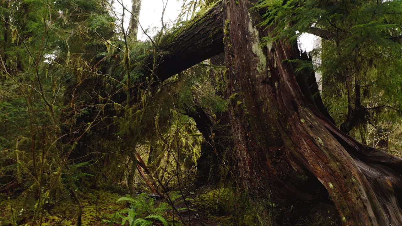 parque nacional olímpico, estado de washington, ee.uu. - bosque de crecimiento antiguo prístino del bosque tropical de hoh - tiro de pov