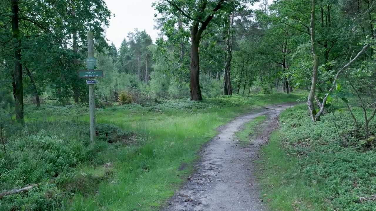 Dirt Path Winding Through a Lush Green Forest