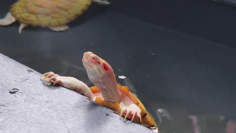 albino red-eared slider turtle