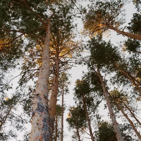 zimowy las, w którym świeci słońce, a śnieg jest płytki