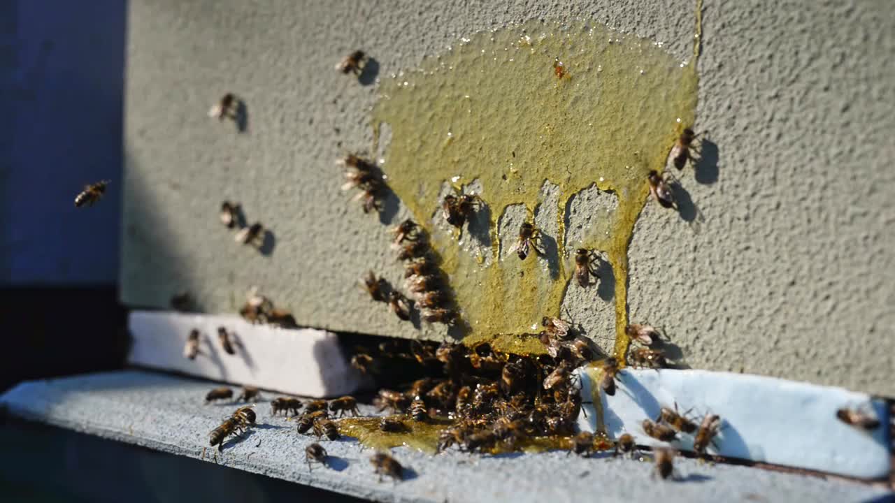 벌집 에 있는 벌 들 과 함께 벌집