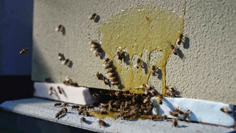 beehive with bees in apiary