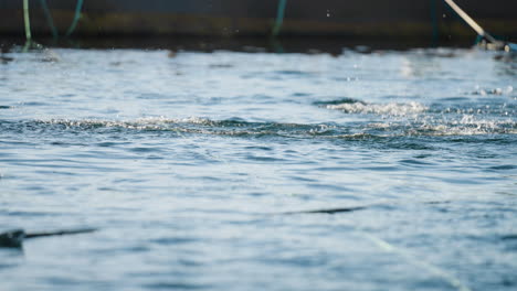 Norwegischer-Lachs-Springt-Im-Meeresgehege-Aus-Dem-Wasser