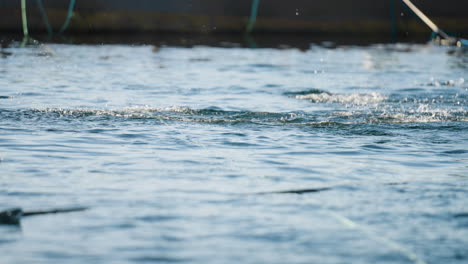 norwegian salmon leaping out of the water in marine pen
