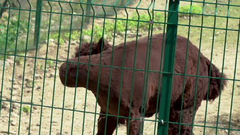 llama marrón oscuro detrás de la cerca de alambre verde en el zoológico girando la cabeza