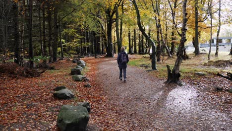 a woodland walk in october