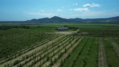 Flying-over-european-vineyards,-staight-shot