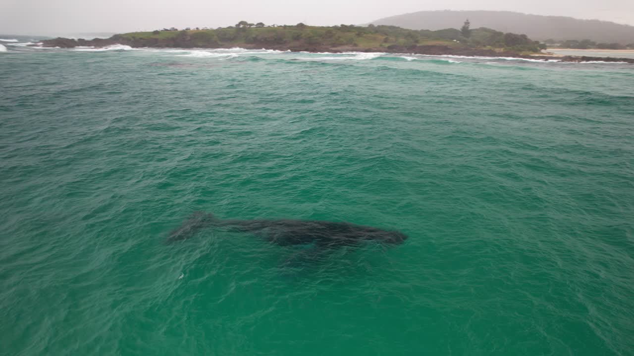 Aerial View Of An Endangered Humpback Whale In The Ocean In Australia - Drone Shot