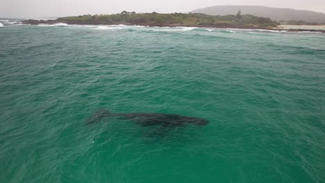 aerial view of an endangered humpback whale in the ocean in australia - drone shot