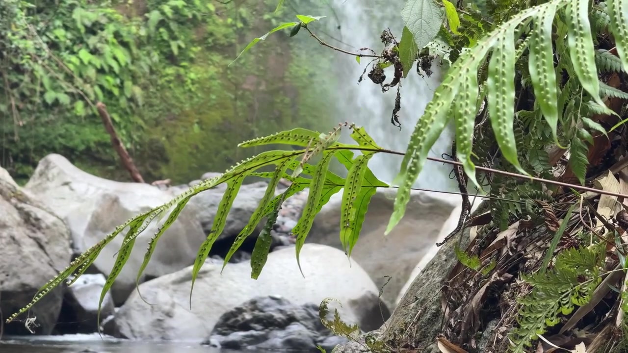 Daun Pakis di Latar Depan dengan Air Terjun Buram di Hutan Tropis