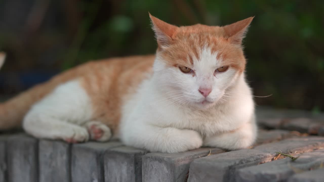Gatto arancione che riposa sul davanzale della finestra
