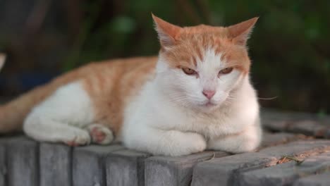 orange cat resting on the windowsill