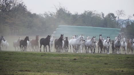 Lipizzaner-horses-running-through-the-field-in-the-morning