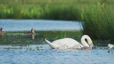 swan family on a pond