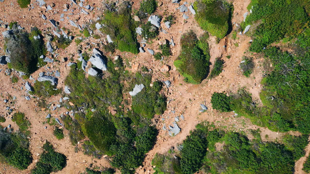 vista superior terreno pedregoso con plantas verdes bajas día de verano. hermoso desierto.