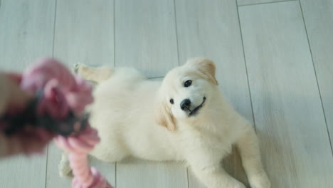 man plays with the puppy, first person view. playing tug of war