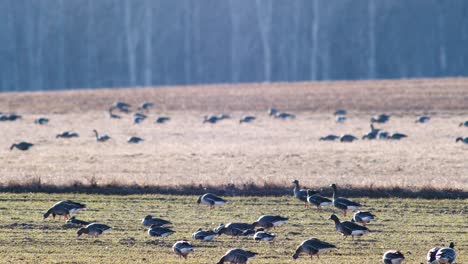 a large flock of white-fronted geese albifrons on winter wheat field during spring migration